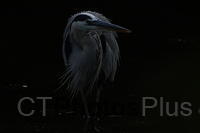 Great Blue Heron IMG 0960