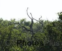 Great Blue Heron in tree IMG 9999 107c