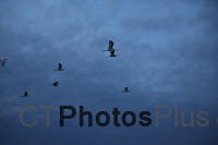 Great Egrets in flight IMG 9999 41
