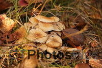 Honey Mushrooms IMG 8617