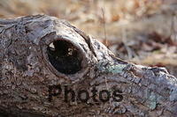 Log with face of a vuture U82A9830