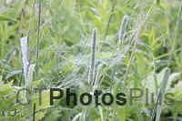 Morning dew on spiderweb IMG 4882