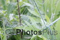 Morning dew on web IMG 4881