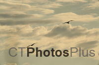 Osprey in flight U82A0672