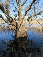 Reflected Tree at Trustom IMG 0678