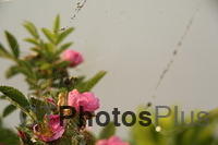 Rose and Bee behind web U82A2341