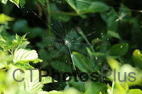 Spider web IMG 6268