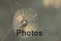 Sun reflecting on Spiderweb IMG 6475