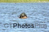 Sunning Snapping Turtle 1531