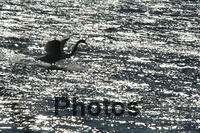 Swan landing in the sun U82A9877