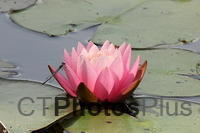 Water Lilly and Blue-fronted Dancer IMG 0166