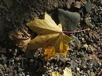 a fallen leaf IMG 2880