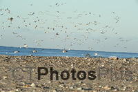 a flock of seagulls U82A6582