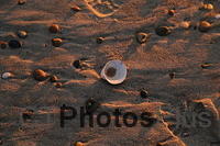 sand and shells IMG 9999 199