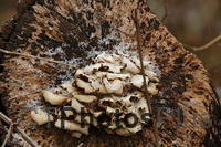 snowflakes on mushrooms on a log... U82A9198