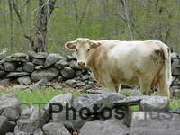 white cow IMG 2135