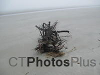 Driftwood on Nannygoat beach, Sapelo Island IMG 0953