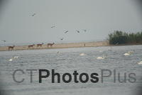 Deer crossing on the beach U82A2375