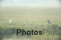 Egret and Heron U82A4511