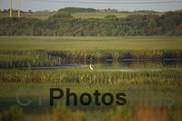 Egret in the marsh IMG 9999 107