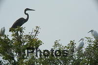 Great Blue Heron and Egrets in tree U82A4531