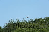 Great Blue heron in flight U82A3768