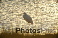 Great White Egret at Sunrise U82A4714