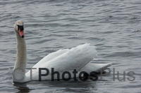 Mute Swan IMG 3832