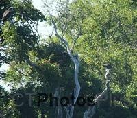 Osprey in tree U82A3630c