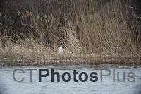 Snowy Egret U82A0181