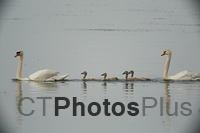 Swan Family U82A2407