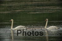 Swan Family U82A2417