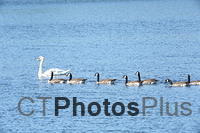 Swan and Canada Geese U82A4837