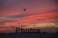 Gull at Sunrise at the Breachway, Charlestown U82A8244