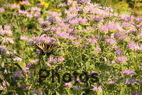 Eastern Tiger Swallowtail in wildflower field at Belding Wildlife mgmt area IMG 5454