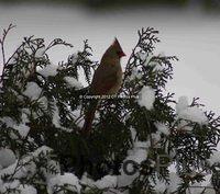 Female Cardinal Winter in Vernon 245
