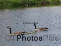 Spring Geese in Vernon 067