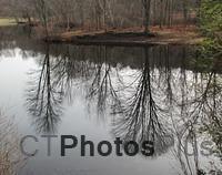 VF Tree reflection IMG 0648c