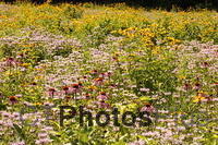 Wildflower Meadow IMG 1176