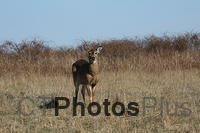 Deer IMG 9999 143