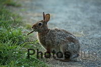 Eastern Cottontail IMG 9999 138