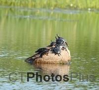 Eight painted turtles on a rock at Trustom U82A3679c