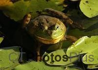 Frog IMG 6493c