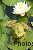 Frog and water lilly U82A2606