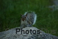 Grey Squirrel IMG 9999 173