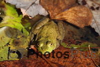 Little frog enjoying mid-Oct sun U82A6801
