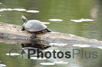 Painted Turtle on a log U82A1338
