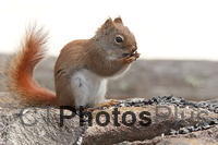 Red Squirrel IMG 3886