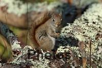 Red Squirrel IMG 9999 275c