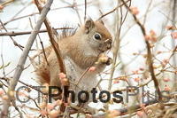 Red Squirrel U82A0717